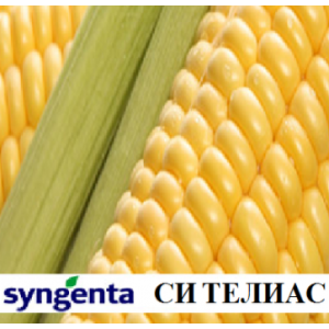 СИ Теліас Форс Зеа - кукурудза, 80 000 насінин, Syngenta Голландія фото, цiна